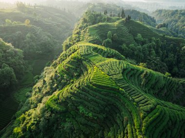 Çin 'deki güzel çay mahsulleri teras manzarası.         