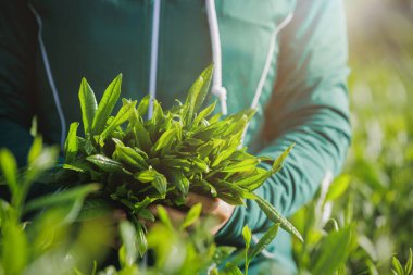 Çay çiftçisi bahar çay çiftliğinde yeşil çay çekimleri yapıyor.