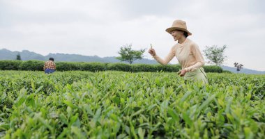 Çay çiftçisi bahar çay çiftliğinde yeşil çay çekimleri yapıyor.         