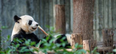 Yeşil ormanda sevimli bir dev panda