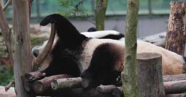 Hayvanat bahçesindeki ağaçtaki sevimli dev panda.