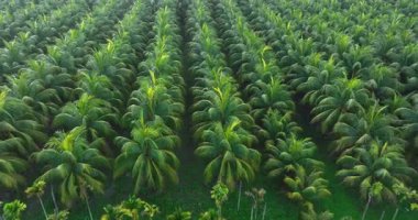 Hindistan cevizi palmiyelerinin gündüz vakti gökyüzü görüntüsü 