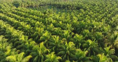 Hindistan cevizi palmiyelerinin gündüz vakti gökyüzü görüntüsü 