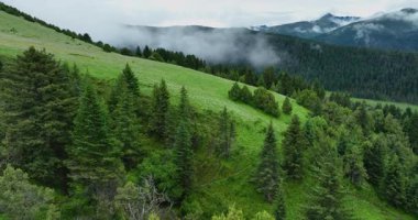 Alp otlaklarının ve orman dağlarının hava görüntüleri.      
