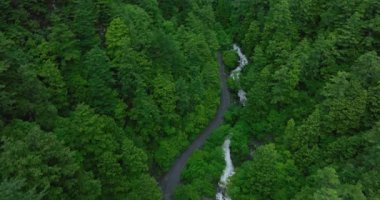 Güzel yüksek irtifanın, yeşil ormanın ve nehir manzarasının hava görüntüleri.