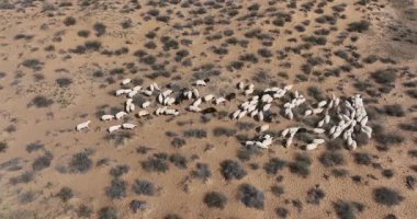 Tibet, Çin 'deki güzel koyun otlaklarının hava manzarası