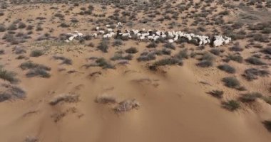 Tibet, Çin 'deki güzel koyun otlaklarının hava manzarası