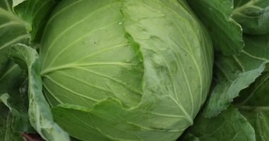 Sebze bahçesinde yeşil lahana yetişiyor.
