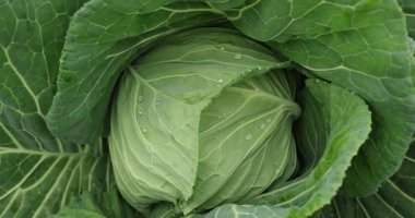 Sebze bahçesinde yeşil lahana yetişiyor.