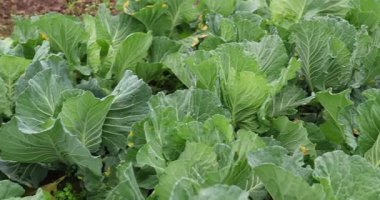 Sebze bahçesinde yeşil lahana yetişiyor.