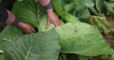 Çinli çiftçi sebze bahçesinde yeşil lahana topluyor.