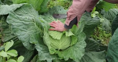 Çinli çiftçi sebze bahçesinde yeşil lahana topluyor.