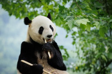 Ormanda bambu yiyen sevimli dev bir panda.
