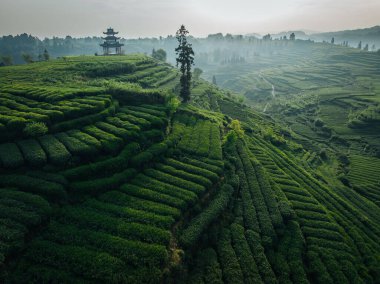 Çin 'deki güzel çay hasadı teras manzarasının havadan görüntüsü.