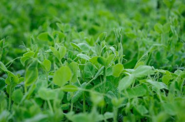 Bahçede yetişen çiğ taneleriyle yeşil bezelye filizleniyor.