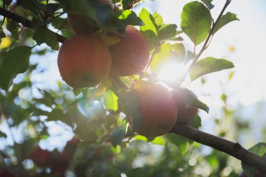 Meyve bahçesindeki ağaçta yetişen kırmızı elmaların yakın görüntüsü