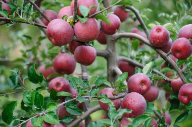 Meyve bahçesindeki ağaçta yetişen kırmızı elmaların yakın görüntüsü