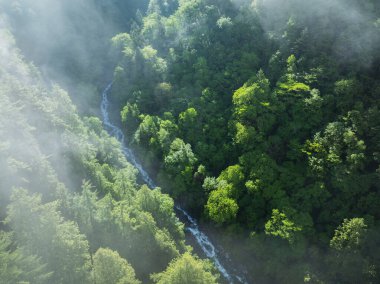 Güzel yüksek irtifa dağı ve orman manzarasının havadan görünüşü