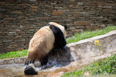 Suyun içinde yürüyen sevimli dev panda