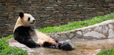 Suyun içinde oturan sevimli dev panda.