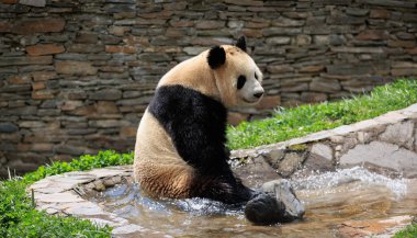 Suyun içinde oturan sevimli dev panda.