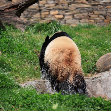 Suyun içinde yürüyen sevimli dev panda