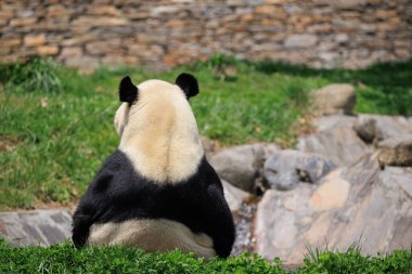 Sevimli dev bir panda rahatlar, göletin kenarında oturur.