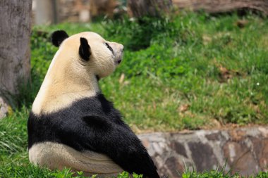 Sevimli dev bir panda rahatlar, göletin kenarında oturur.