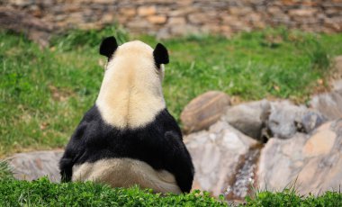 Sevimli dev bir panda rahatlar, göletin kenarında oturur.