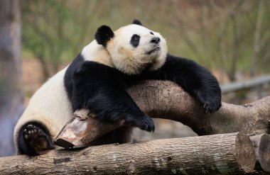 Dev bir panda ağaç kütüklerine uzanmış kameraya bakıyor.