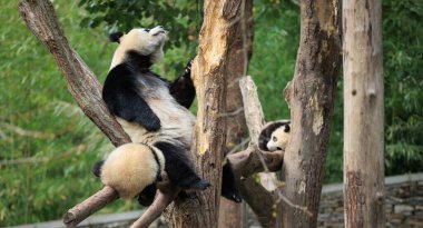 Üç sevimli dev panda ağaçta uyuyor.