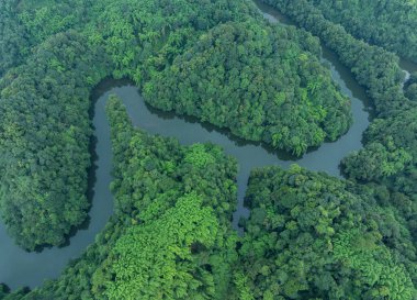 Çin 'deki güzel bambu ormanlarının hava manzarası.