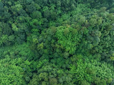 Çin 'deki güzel bambu ormanlarının hava manzarası.