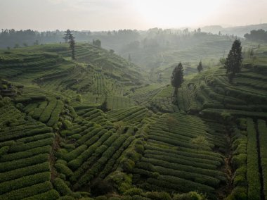 Çin 'deki güzel çay hasadı teras manzarasının havadan görüntüsü.