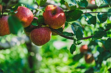 Meyve bahçesindeki ağaçta yetişen kırmızı elmaların yakın görüntüsü