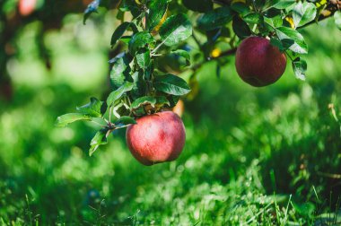 Meyve bahçesindeki ağaçta yetişen kırmızı elmaların yakın görüntüsü
