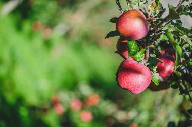 Meyve bahçesindeki ağaçta yetişen kırmızı elmaların yakın görüntüsü