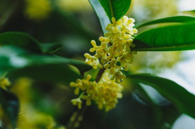 Ağaçta açan tatlı zeytin çiçekleri, yakın plan