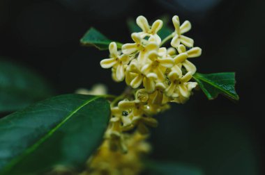Ağaçta açan tatlı zeytin çiçekleri, yakın plan