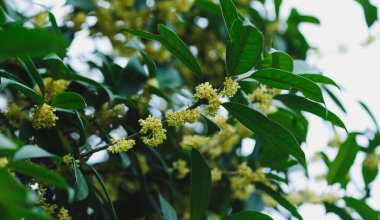 Ağaçta açan tatlı zeytin çiçekleri, yakın plan