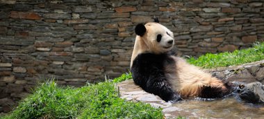 Suyun içinde oturan sevimli dev panda.