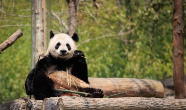 Sevimli dev panda hayvanat bahçesinde bambu yiyor.