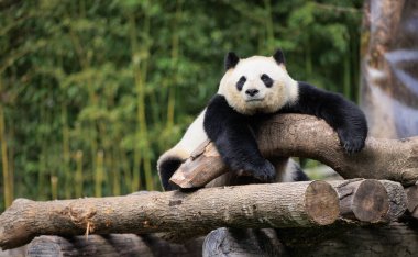 Ağaç kütüklerinde yatan sevimli dev bir panda.