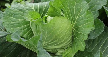 Sebze bahçesinde yeşil lahana yetişiyor.
