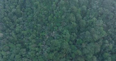 Güzel yüksek irtifa orman manzarası