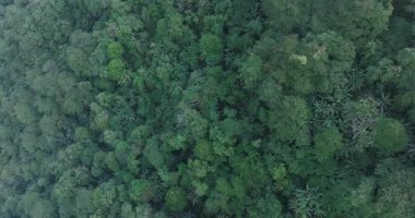 Güzel yüksek irtifa orman manzarası