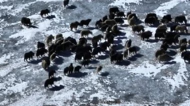 Tibet, Çin 'de donmuş gölde yürüyen öküzler