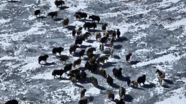 Tibet, Çin 'de donmuş gölde yürüyen öküzler