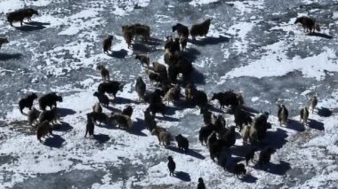 Tibet, Çin 'de donmuş gölde yürüyen öküzler