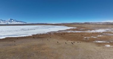 Tibet, Çin 'de donmuş gölde yürüyen öküzler